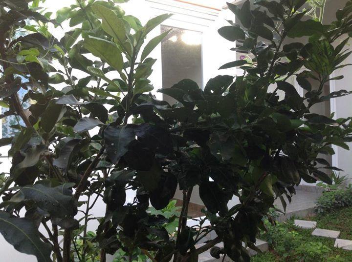 Manh Duyen Garden Homestay Που Κουόκ Εξωτερικό φωτογραφία